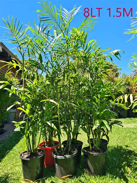 palms and bamboo bataan prices|Bamboo Palms Advanced 8LT 15LT .